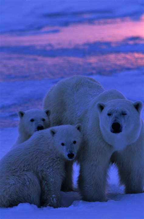 Cutest Cubs Of Them All Baby Polar Bear Photos And Fun Facts