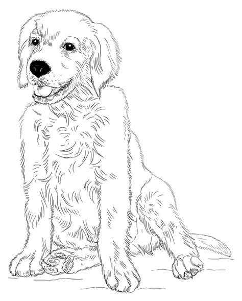 Https://tommynaija.com/coloring Page/golden Retriever Printable Coloring Pages