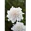 Scabiosa Flutter™ White From The Bransford Webbs Plant Company