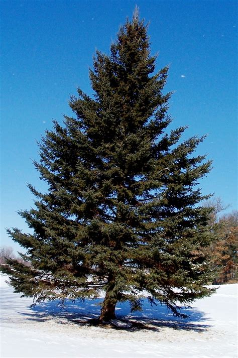 Makna Ekologis Pohon Pinus Kekuatan Manfaatnya Dalam Industri Kertas Dunia Jual Polybag Murah