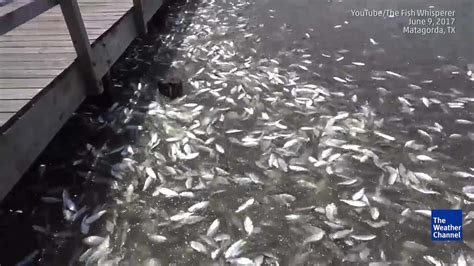 Mystery Over Mass Die Off Of Fish In Texas Videos From The Weather