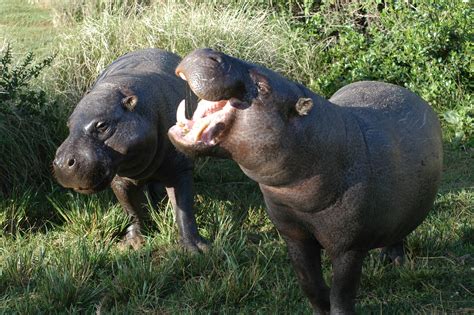 Filepygmy Hippopotamus Pair Wikipedia