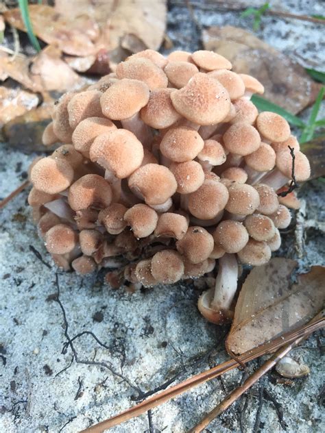 North Florida Wild Mushroom Id These Look Really Cool