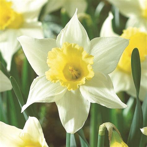One Of The Earliest Daffs Into Bloom Crocus Bulbs Daffodil Bulbs Bulb