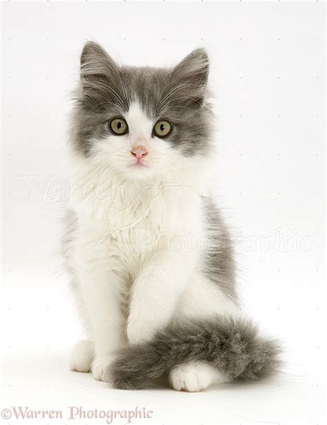 Grey And White Kitten Sitting Photo Wp13137