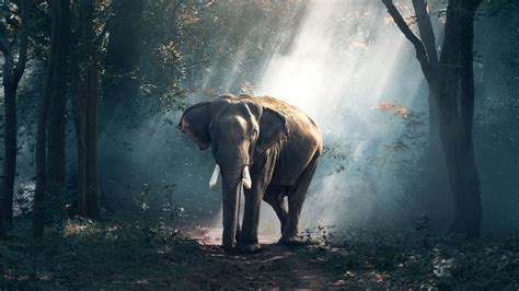 Download Wallpaper 2560x1440 Elephant Forest Trees Sunlight Shadow