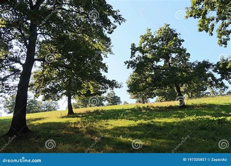 Oak Trees Latin Name Quercus In An Avenue Of Trees Sunlit By Early