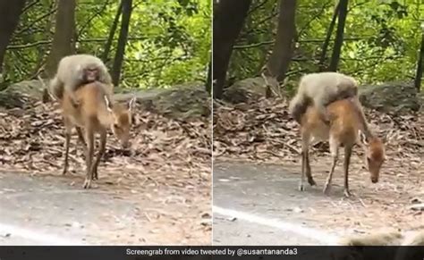 Lazy Monkey Hitches A Ride On Deers Back In This Hilarious Video