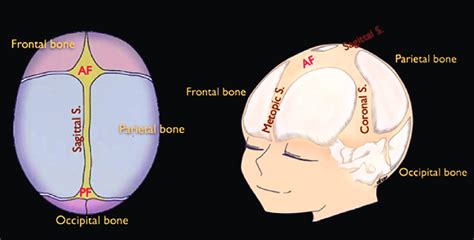 Cranial Sutures And Fontanelles During The Fetal Period Immature