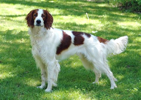 Irish Red And White Setter Dog Breed Information Red White Setter