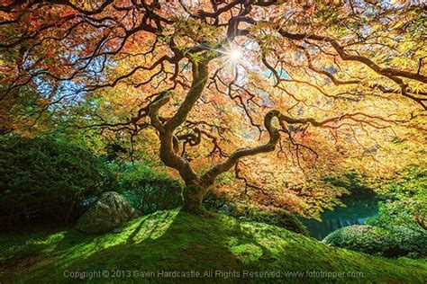 4 Tips For Taking Better Photographs Of Trees