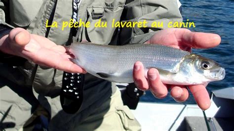 Pêche Du Lavaret Au Lac Du Bourget Youtube