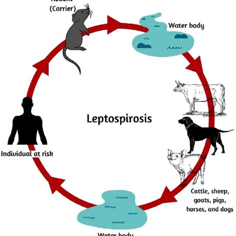 Pdf Molecular Diagnostic Methods For The Detection Of Leptospirosis