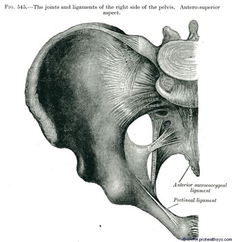 Symphysis Pubis And Sacroiliac Joints