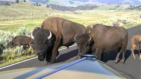 More Than 150 Bison Herds Of Bison Walking Slowly On A Road In