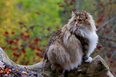 This Norwegian Forest Cat Lives And Looks Like The Pet Of A Nordic God