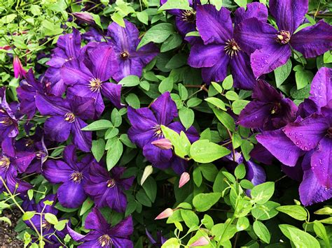 12 Best Perennial Vines To Grow In The Sun