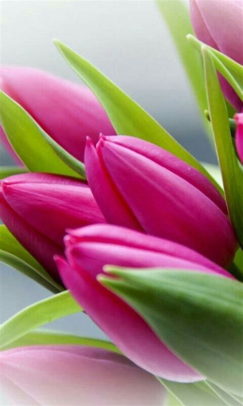 Pin By Katherine Baron On For The Love Of Tulips Wonderful Flowers