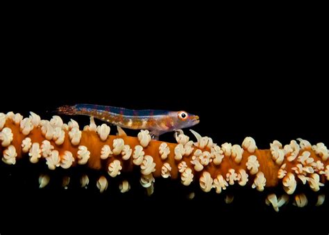 Whip Coral Goby Padi Pros