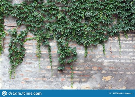 Brick Cement And Climbing Plant Stock Image Image Of Green Outdoor