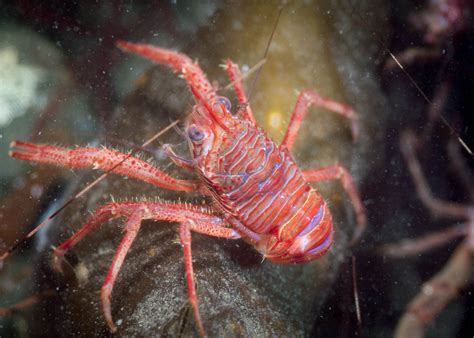 Squat Lobsters And Porcelain Crabs Fun Nano Crustaceans