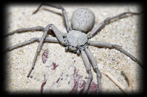 A Large Spider Sitting On Top Of A Sandy Ground Next To A Rock And Sand