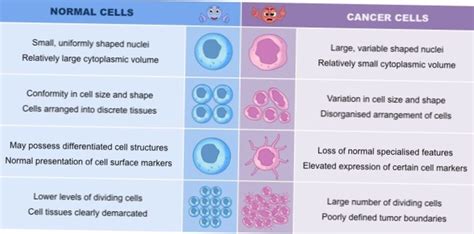 Difference Between Cancer Cell Cycle And Normal Cell Cycle Differbetween