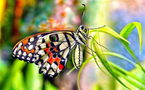 Beautiful Butterfly Wallpapers 64 Pictures