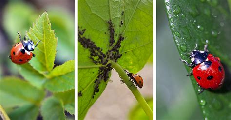 Mother Nature The Benefits Of Nematodes And Ladybugs Mother Nature