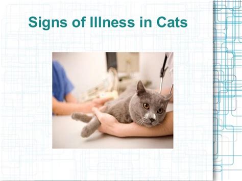 Signs Of Illness In Cats