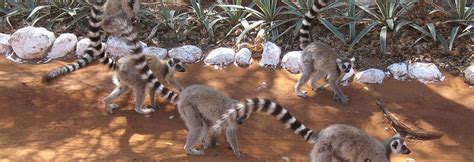 Berenty Reserve | Madagascar | Wild Safari Guide