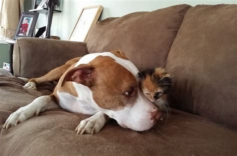 This Kitten Thinks Shes A Pit Bull And Its Too Cute For Words Huffpost