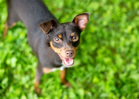 Chipin Chihuahua And Miniature Pinscher Mix Info Pictures Care