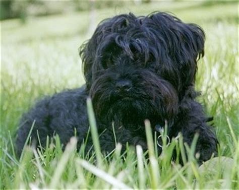 yorkipoo dog breed pictures