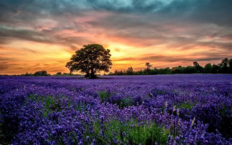 Flower Field Background