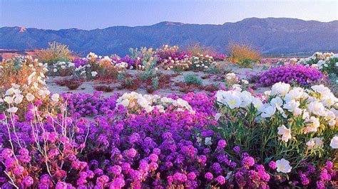 Want to frolic in fields of beautiful flowers in southern california? California 2017 Desert Super Bloom unlike anything seen in ...