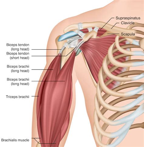 Biceps Tendonitis How Arthroscopic Surgery Relieves Shoulder Pain Reduces Scarring