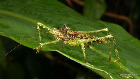 Spiny Katydid Championica Sp Tettigoniidae From Ecuador Flickr