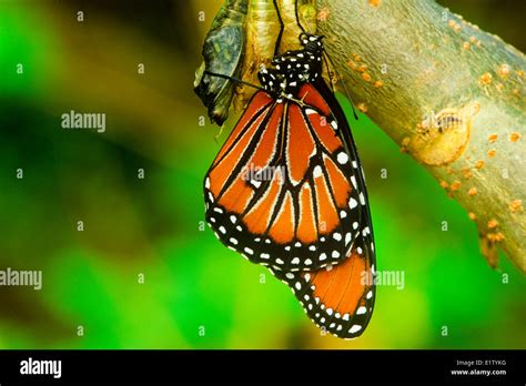Queen Butterfly Danaus Gilippus Thersippus Butterfly Emerging Pupal