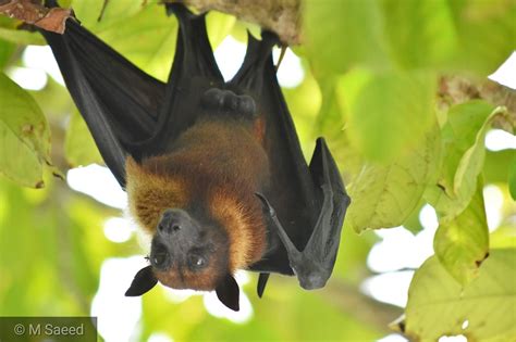 Fruit Bat Or Flying Fox Adducity Hithdhoo Maldives Nikond3400
