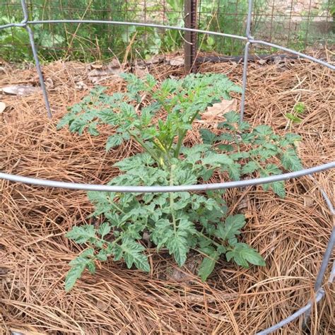 Como Plantar Y Cultivar Tomates En Mi Cocina Hoy Cultivar Tomates
