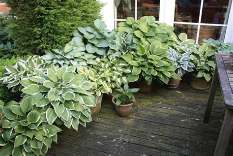 Potted Hosta Shady Front Porch Plant Front Porch