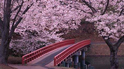River Sakura Water Bridge Flowers Wallpaper 104520 1920x1080px