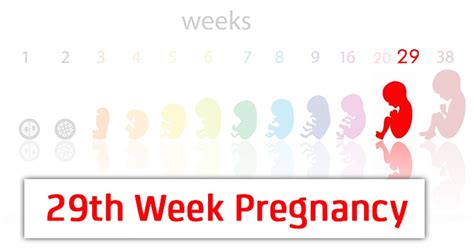 29th Week Pregnancy Symptoms Baby Development And Bodily Changes
