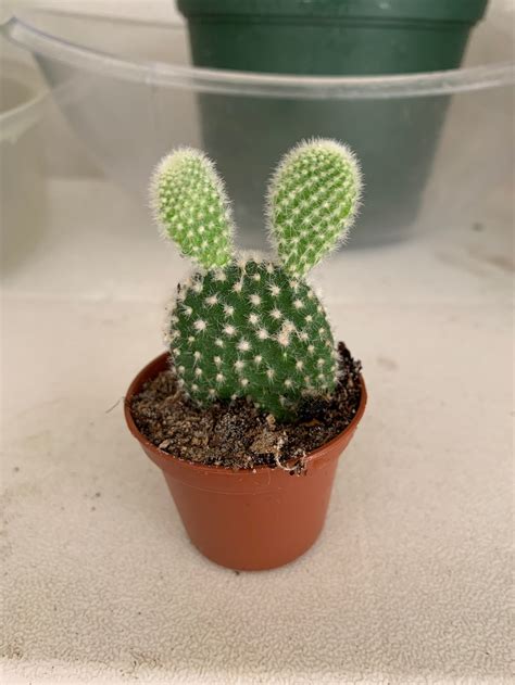 Mickey Mouse Ears Cactus Etsy