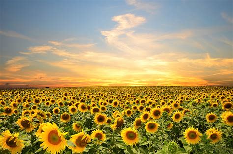 Golden Sunflower Fields 4k Ultra Hd