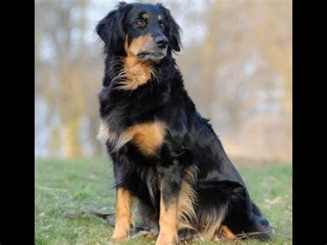 The golden can help offset some of the more aggressive tendencies of the rottweiler. Golden Rottie Retriever : History, Temperament, Care, Training, Feeding & Pictures