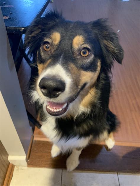 Breeds include poodle, labrador, staffordshire bull terrier and more. Australian Shepherd Puppies For Sale | Big Rapids, MI #289847