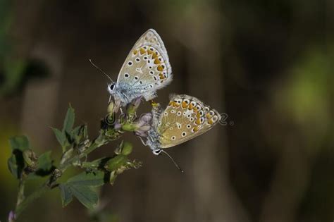 Mating Butterflies Plebejus Argus Stock Photos Free And Royalty Free