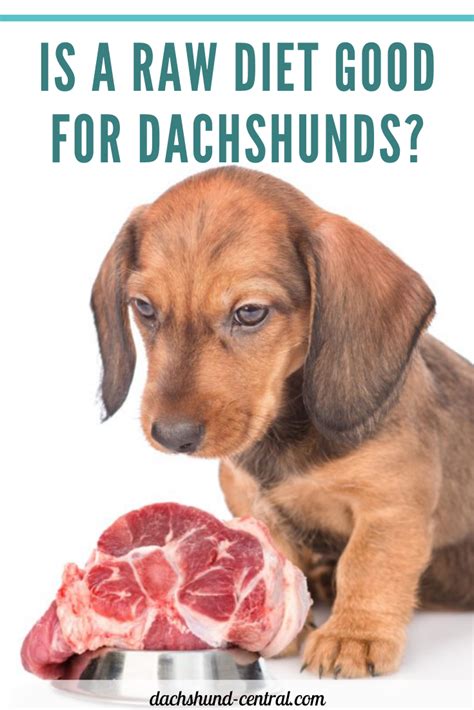 Raw Food Diet For Dachshunds Top 70 Best Diet